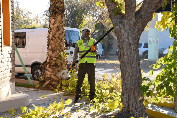 Rivadavia Inicia Su Tercera Semana Del Operativo Integral De Arbolado